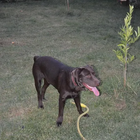 فيلة Splendida Con Giardino Sulla Spiaggia *